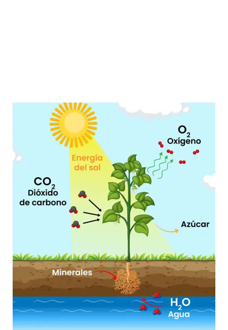 Fotosíntesis un ejemplo de transformacion de energía